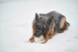 A dog plays in a snowstorm in winter. photo