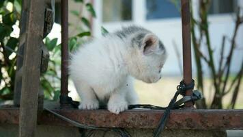 adorable sucio enfrentó blanco bebé gatito es mirando a el cámara y caminando lejos en un jardín cerca video