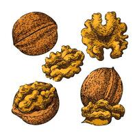 walnut set sketch hand drawn vector