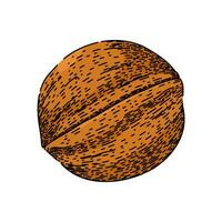 raw walnut sketch hand drawn vector