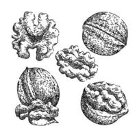 walnut set sketch hand drawn vector