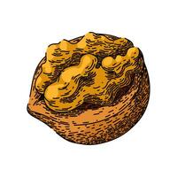 food walnut sketch hand drawn vector
