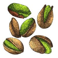 pistachio nut set sketch hand drawn vector