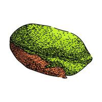 roasted pistachio nut sketch hand drawn vector