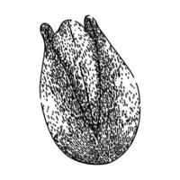 green pistachio nut sketch hand drawn vector