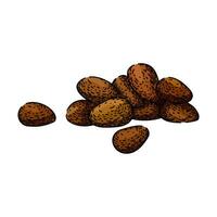 ingredient pine nut sketch hand drawn vector