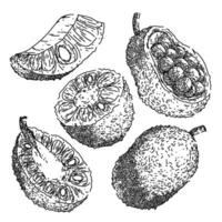 jackfruit set sketch hand drawn vector