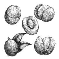 lychees set sketch hand drawn vector