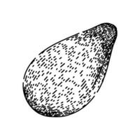 natural sesame seed sketch hand drawn vector