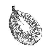 green jackfruit sketch hand drawn vector