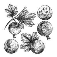 gooseberry set sketch hand drawn vector