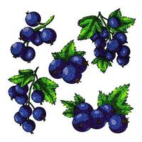 black currant set sketch hand drawn vector