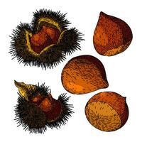 chestnut set sketch hand drawn vector