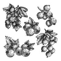 black currant set sketch hand drawn vector