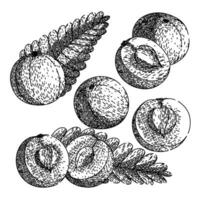 amla set sketch hand drawn vector