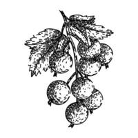 ripe black currant sketch hand drawn vector