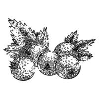 fruit black currant sketch hand drawn vector