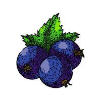 berry black currant sketch hand drawn vector