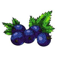 Fruta negro grosella bosquejo mano dibujado vector