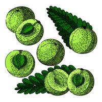 amla set sketch hand drawn vector