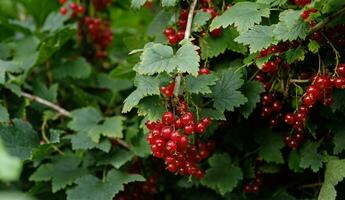 Clusters of ripe red currants hang on a bush. Healthy food concept. Growing plants and berries in the garden. The berries of red currant as a nutrition with vitamins for vegan. photo