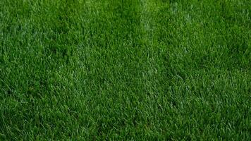 Close-up green grass, natural greenery texture of lawn garden. Stripes after mowing lawn court. Lawn for training football pitch, Golf Courses. photo