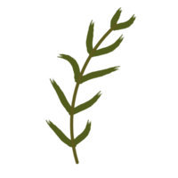 botanisch bladeren illustratie png