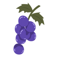 Grape fruit illustration png