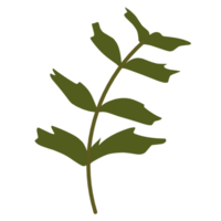 Botanical leaves illustration png