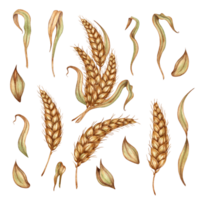 Set of watercolor illustrations of a bunch of ripe ears of wheat with leaves, dried stem, grain isolated. Rye cob, handmade oatmeal. Design element for advertising, beer festival png