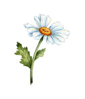 White chamomile isolated. Freehand watercolor drawing, botanical illustration. Great pattern for kitchen, home decor, stationery, wedding invitations and clothing printing. png