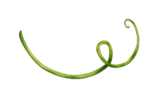 Watercolor illustration of a green hop tendril for use in the brewing industry. Isolated whip of malt. Compositions for posters, cards, banners, flyers, covers, playbills and other printed products. png