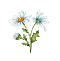 White daisies isolated. Freehand watercolor drawing, botanical illustration. Great pattern for kitchen, home decor, stationery, wedding invitations and clothing printing. png