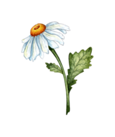 White chamomile isolated. Freehand watercolor drawing, botanical illustration. Great pattern for kitchen, home decor, stationery, wedding invitations and clothing printing. png