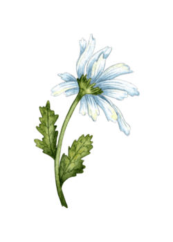 branco camomila isolado. à mão livre aguarela desenho, botânico ilustração. ótimo padronizar para cozinha, casa decoração, papelaria, Casamento convites e roupas impressão. png