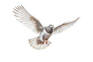 Pigeon isolate on white transparent background , AI Generative png