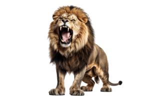 Lion rugissement à la recherche royal isolé sur transparent Contexte , ai génératif png