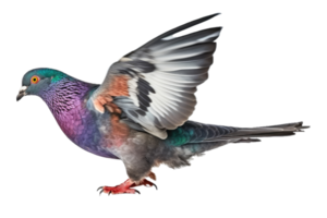 Pigeon isolate on white transparent background , AI Generative png