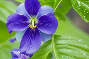 Monkshood flower. background. AI Generative Pro Photo