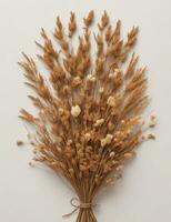 Bouquet of dried wild flowers isolated on white background. Ears of corn, plants for herbarium. AI generated photo