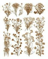 Composition of dried wildflowers isolated on a white background. Cute herbarium elements, herbalism, magic. AI generated photo