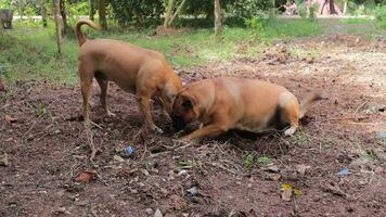 Two brown dogs digging the ground for hunting, fat pets. video