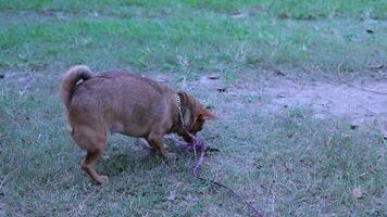 hund spelar på de gräs video