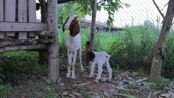 bebê bode e mãe bode debaixo a sombra do uma árvore video