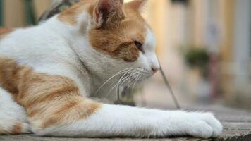 red cat looking around outdoor , video