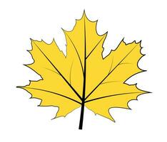 Maple leaf on white background vector