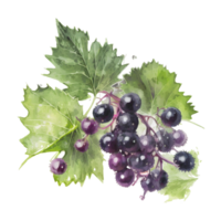 Summer berry illustration ai generated png