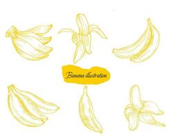 Hand Drawn Banana Fruit Illustration vector