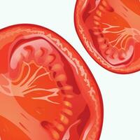 tomatos slice close view vector