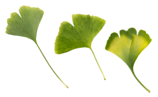 Group of Gingko Biloba leaves isolated on transparent background png